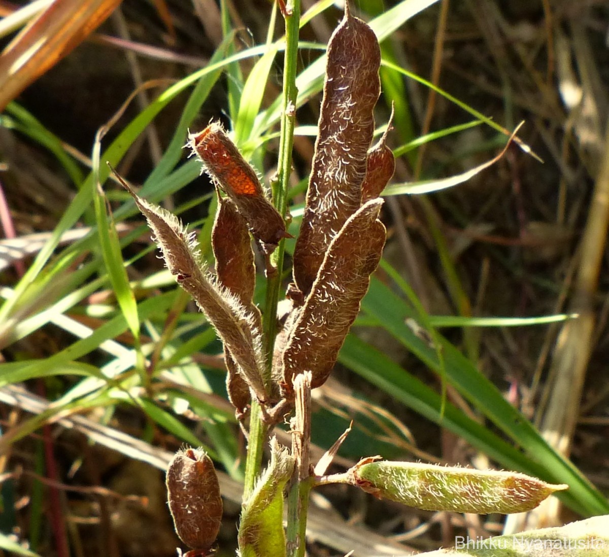 Tadehagi triquetrum (L.) H.Ohashi